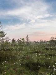 Super husband Lin Xi